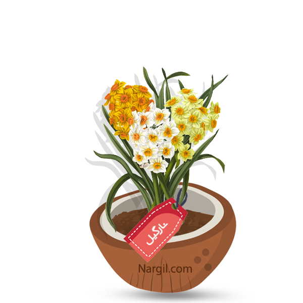 Nargil_Narcissus Pseudonarcissus